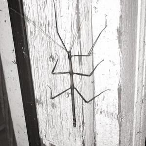 Meet your Posher, Anne